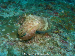 Broadclub cuttlefish - Sepia latimanus by Hansruedi Wuersten 